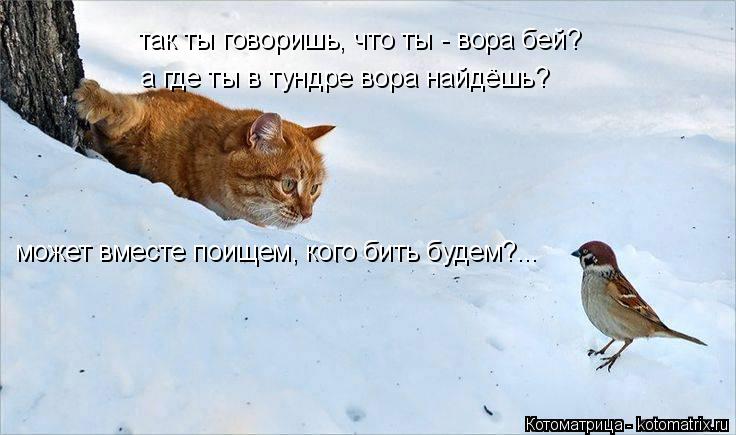 так ты говоришь, что ты - вора бей? а где ты в тундре вора найдёшь? может вместе поищем, кого бить бу... Котоматрица: так ты говоришь, что ты - вора бей? а где ты в тундре вора найдёшь? может вместе поищем, кого бить будем?...