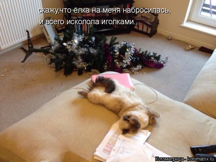 скажу,что ёлка на меня набросилась, и всего исколола иголками...... Котоматрица: скажу,что ёлка на меня набросилась, и всего исколола иголками...