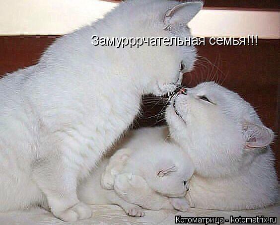 Котоматрица: Замурррчательная семья!!!