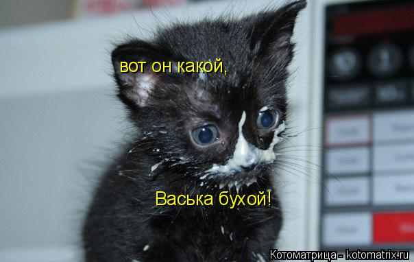 вот он какой, Васька бухой!... Котоматрица: вот он какой, Васька бухой!