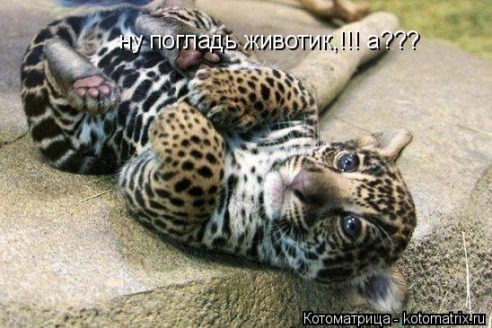 ну погладь животик,!!! а???... Котоматрица: ну погладь животик,!!! а???