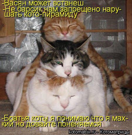 -Васян может встанеш -Не барсик нам запрещено нару- шать кото-пирамиду -Братья коты я понимаю что я м... Котоматрица: -Васян может встанеш -Не барсик нам запрещено нару- шать кото-пирамиду -Братья коты я понимаю что я мах- кий но довайте поненяемся