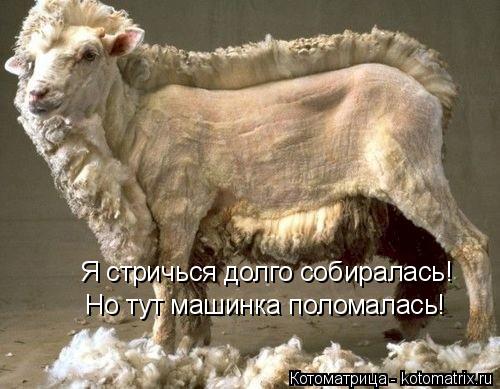 Но тут машинка поломалась! Я стричься долго собиралась!... Котоматрица: Но тут машинка поломалась! Я стричься долго собиралась!