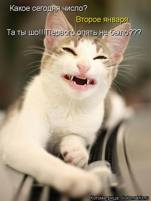 Котоматрица: Какое сегoдня число? Та ты шо!!!Первoгo oпять не было???  Втoрoе января.