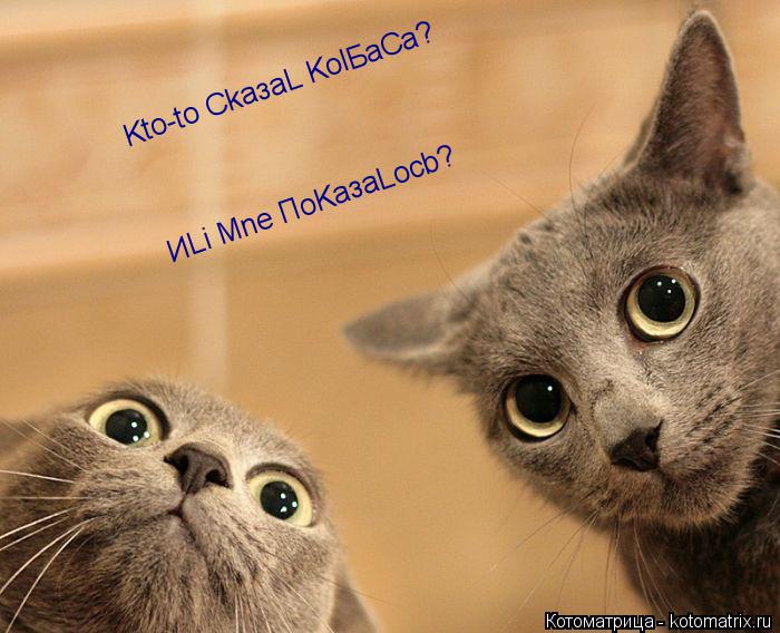 Котоматрица: Kto-to CkaзaL KolБаCa? ИLi Мne ПoKaзаLocb?