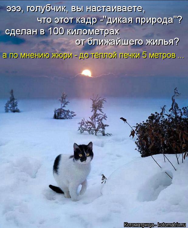эээ, голубчик, вы настаиваете, что этот кадр -"дикая природа"? сделан в 100 километрах от ближайшег... Котоматрица: эээ, голубчик, вы настаиваете, что этот кадр -"дикая природа"? сделан в 100 километрах от ближайшего жилья? а по мнению жюри - до тёплой печки 5