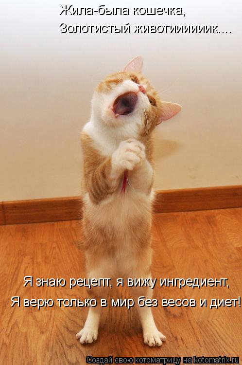 Котоматрица: Жила-была кошечка, Золотистый животиииииик.... Я знаю рецепт, я вижу ингредиент,  Я верю только в мир без весов и диет!