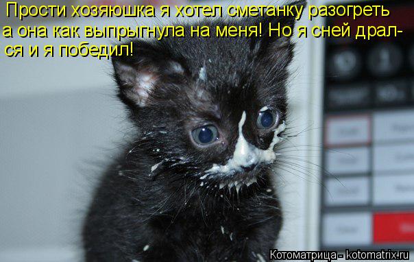 Прости хозяюшка я хотел сметанку разогреть а она как выпрыгнула на меня! Но я сней драл- ся и я побе... Котоматрица: Прости хозяюшка я хотел сметанку разогреть а она как выпрыгнула на меня! Но я сней драл- ся и я победил !