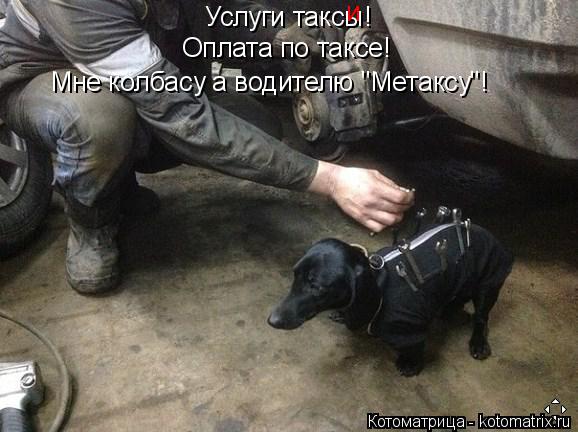 Котоматрица: Услуги таксы! Оплата по таксе! Мне колбасу а водителю "Метаксу"! и
