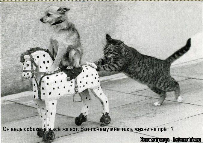 Он ведь собака, а я всё же кот. Вот почему мне так в жизни не прёт ?... Котоматрица: Он ведь собака, а я всё же кот. Вот почему мне так в жизни не прёт ?