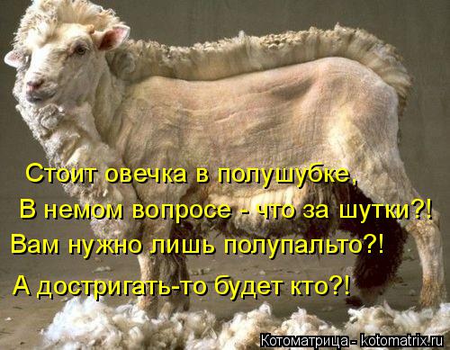 Стоит овечка в полушубке, В немом вопросе - что за шутки?! Вам нужно лишь полупальто?! А достригать-т... Котоматрица: Стоит овечка в полушубке, В немом вопросе - что за шутки?! Вам нужно лишь полупальто?! А достригать-то будет кто?!
