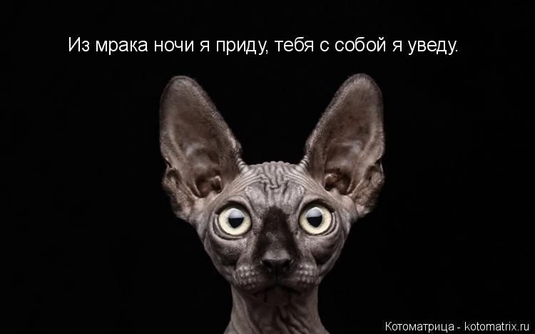 Из мрака ночи я приду, тебя с собой я уведу.... Котоматрица: Из мрака ночи я приду, тебя с собой я уведу.