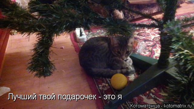 Котоматрица: Лучший твой подарочек - это я
