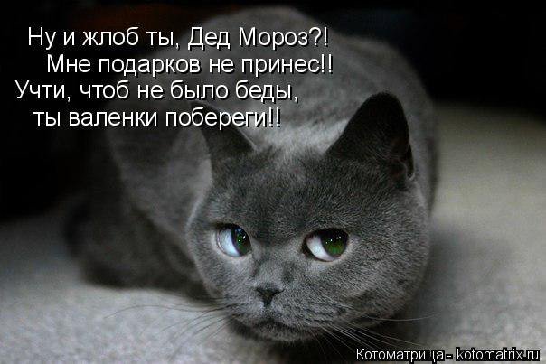 Котоматрица: Ну и жлоб ты, Дед Мороз?! Мне подарков не принес!! Учти, чтоб не было беды, ты валенки побереги!!