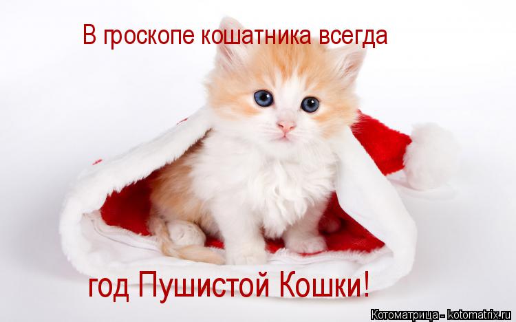 В гроскопе кошатника всегда год Пушистой Кошки!... Котоматрица: В гроскопе кошатника всегда год Пушистой Кошки!