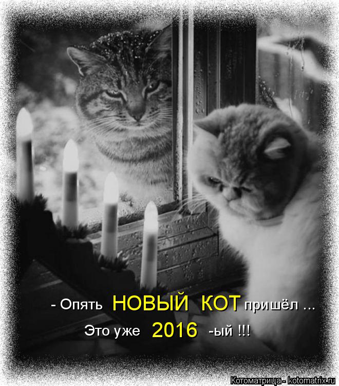 - Опять пришёл ... НОВЫЙ КОТ Это уже -ый !!! 2016... Котоматрица: - Опять пришёл ... НОВЫЙ КОТ Это уже -ый !!! 2016