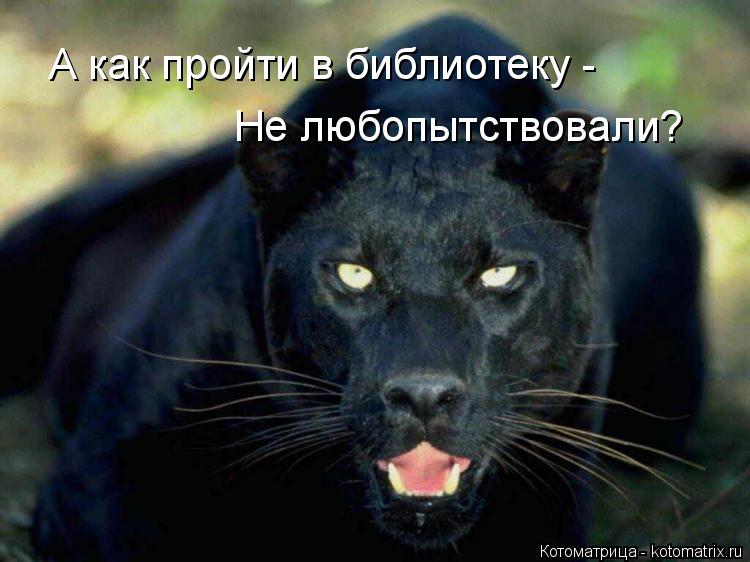 Котоматрица: А как пройти в библиотеку - Не любопытствовали?