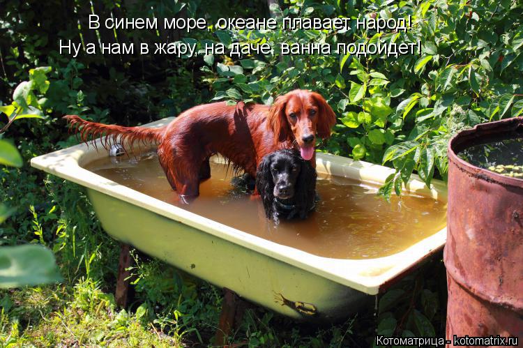 В синем море, океане плавает народ! Ну а нам в жару, на даче, ванна подойдет!... Котоматрица: В синем море, океане плавает народ! Ну а нам в жару, на даче, ванна подойдет!