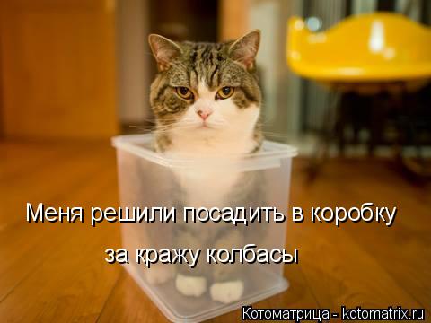 Котоматрица: Меня решили посадить в коробку за кражу колбасы