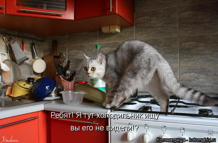 Котоматрица: Ребят! Я тут холодильник ищу вы его не видели!?