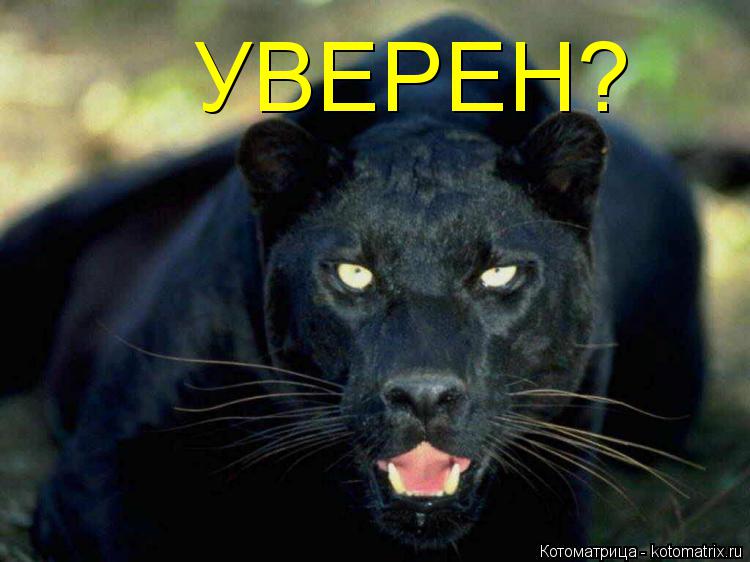 УВЕРЕН?... Котоматрица: УВЕРЕН?
