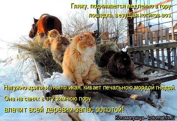 Гляжу, поднимается медленно в гору лошадка, везущая котиков воз. Натужно хрипя и уныло икая, кивает ... Котоматрица: Гляжу, поднимается медленно в гору лошадка, везущая котиков воз. Натужно хрипя и уныло икая, кивает печальною мордой гнедой. Она на санях в