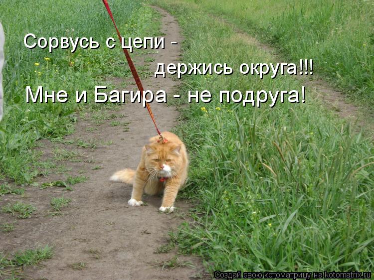 Сорвусь с цепи - держись округа!!! Мне и Багира - не подруга!... Котоматрица: Сорвусь с цепи - держись округа!!! Мне и Багира - не подруга!