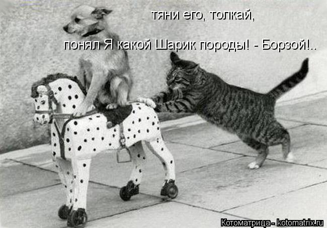 тяни его, толкай, понял Я какой Шарик породы! - Борзой!..... Котоматрица: тяни его, толкай, понял Я какой Шарик породы! - Борзой!..