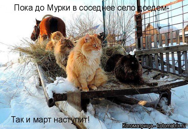 Пока до Мурки в соседнее село доедем- Так и март наступит!... Котоматрица: Пока до Мурки в соседнее село доедем- Так и март наступит!
