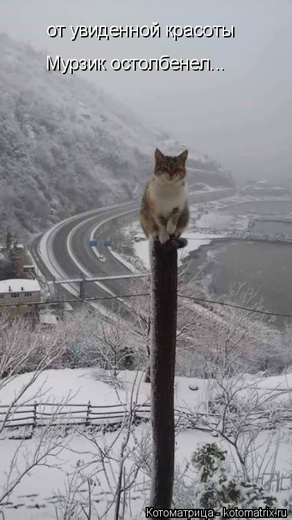 Котоматрица: от увиденной красоты Мурзик остолбенел...