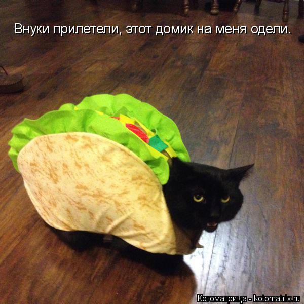 Внуки прилетели, этот домик на меня одели.... Котоматрица: Внуки прилетели, этот домик на меня одели.