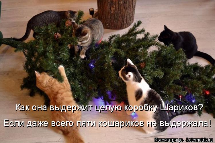 Как она выдержит целую коробку Шариков? Если даже всего пяти кошариков не выдержала!... Котоматрица: Как она выдержит целую коробку Шариков? Если даже всего пяти кошариков не выдержала!