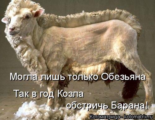 Могла лишь только Обезьяна Так в год Козла обстричь Барана!... Котоматрица: Могла лишь только Обезьяна Так в год Козла обстричь Барана!