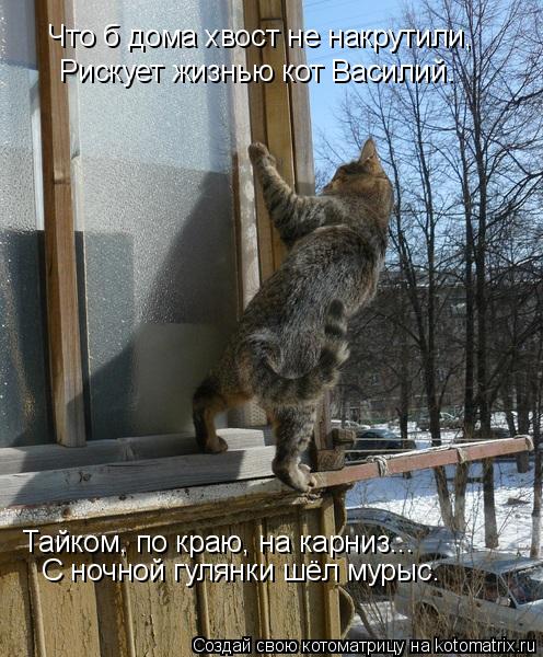 Что б дома хвост не накрутили, Рискует жизнью кот Василий. С ночной гулянки шёл мурыс. Тайком, по кра... Котоматрица: Что б дома хвост не накрутили, Рискует жизнью кот Василий. С ночной гулянки шёл мурыс. Тайком, по краю, на карниз...