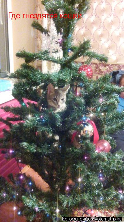Котоматрица: Где гнездятся кошки