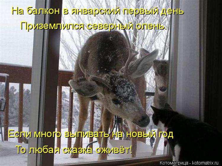 На балкон в январский первый день Приземлился северный олень. Если много выпивать на новый год То люб... Котоматрица: На балкон в январский первый день Приземлился северный олень. Если много выпивать на новый год То любая сказка оживёт!
