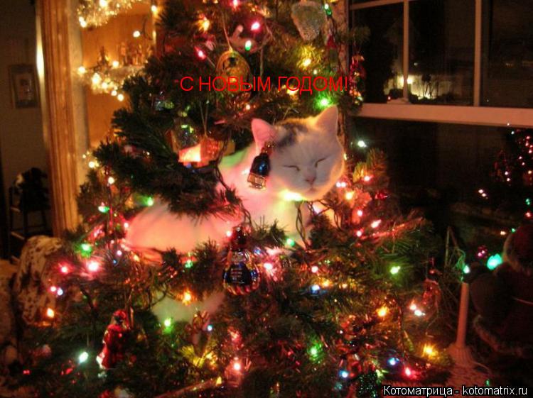 Котоматрица: С НОВЫМ ГОДОМ!