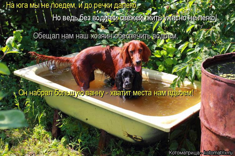 Котоматрица: На юга мы не поедем, и до речки далеко, Но ведь без водички свежей, жить ужасно не легко! Обещал нам наш хозяин обеспечить водоем, Он набрал бо