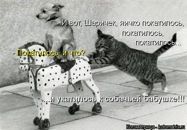 покатилось, - Покатилось, и что? - И вот, Шаричек, яичко покатилось, покатилось... ...и укатилось к с... Котоматрица: покатилось, - Покатилось, и что? - И вот, Шаричек, яичко покатилось, покатилось... ...и укатилось к собачьей бабушке!!!