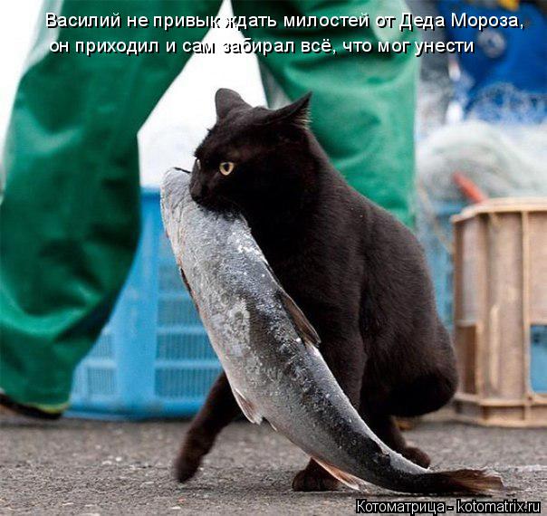 Василий не привык ждать милостей от Деда Мороза, он приходил и сам забирал всё, что мог унести... Котоматрица: Василий не привык ждать милостей от Деда Мороза, он приходил и сам забирал всё, что мог унести