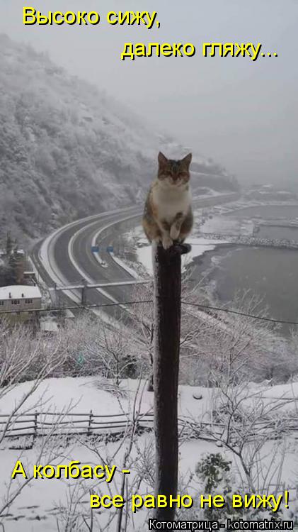 Высоко сижу, далеко гляжу... А колбасу - все равно не вижу!... Котоматрица: Высоко сижу, далеко гляжу... А колбасу - все равно не вижу!