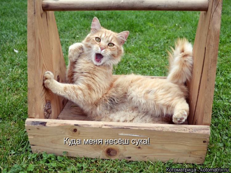 Котоматрица: Куда меня несёш сука!