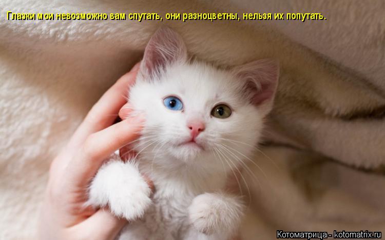 Глазки мои невозможно вам спутать, они разноцветны, нельзя их попутать.... Котоматрица: Глазки мои невозможно вам спутать, они разноцветны, нельзя их попутать.