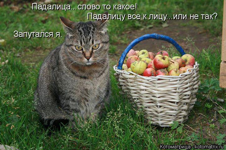 Котоматрица: Падалица...слово то какое! Падалицу все к лицу...или не так? Запутался я.