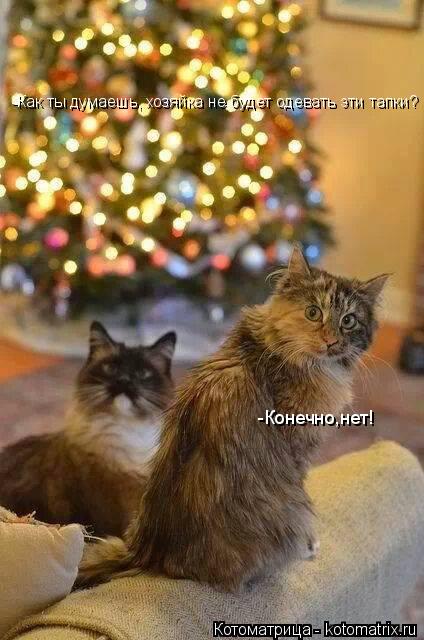 Котоматрица: -Конечно,нет! -Как ты думаешь, хозяйка не будет одевать эти тапки?