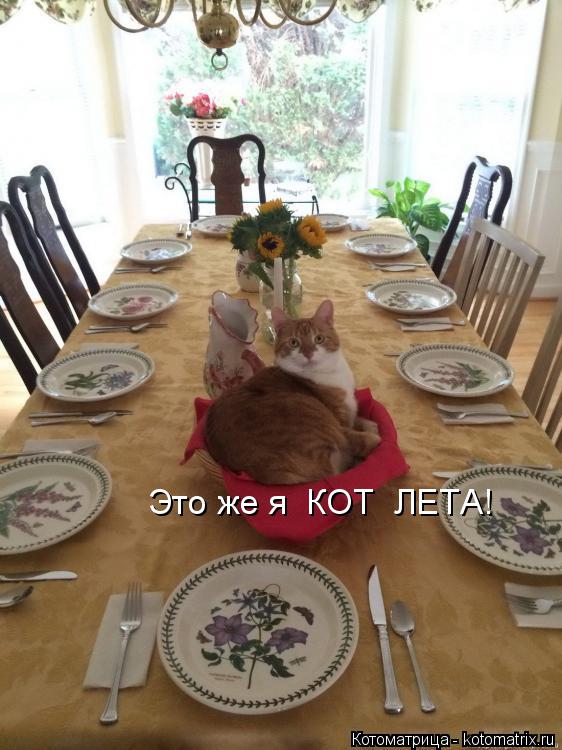 Котоматрица: Это же я  КОТ  ЛЕТА!