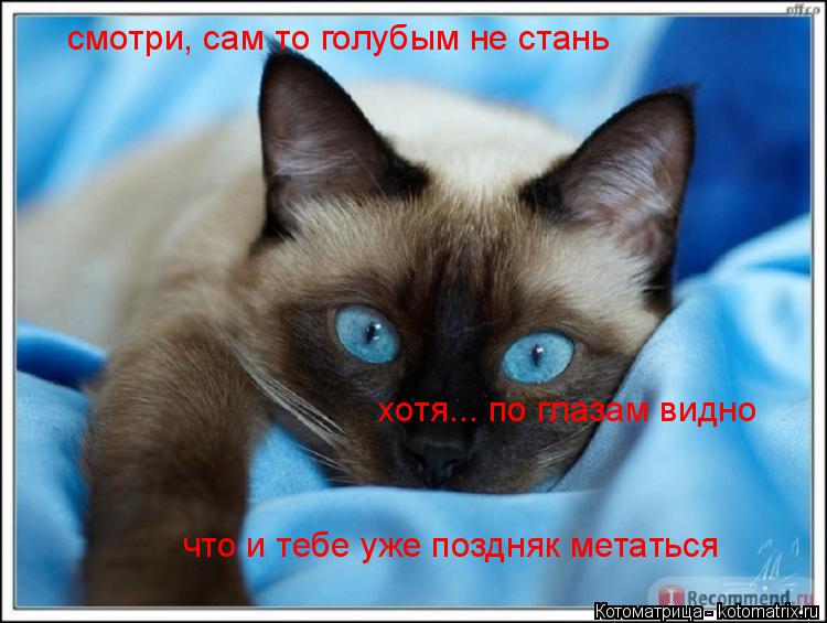 смотри, сам то голубым не стань хотя... по глазам видно что и тебе уже поздняк метаться... Котоматрица: смотри, сам то голубым не стань хотя... по глазам видно что и тебе уже поздняк метаться