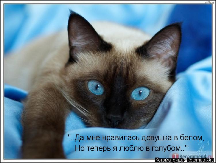 "..Да,мне нравилась девушка в белом, Но теперь я люблю в голубом.."... Котоматрица: "..Да,мне нравилась девушка в белом, Но теперь я люблю в голубом.."