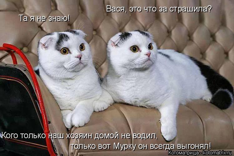 Вася, это что за страшила? Та я не знаю! Кого только наш хозяин домой не водил, только вот Мурку он в... Котоматрица: Вася, это что за страшила? Та я не знаю! Кого только наш хозяин домой не водил, только вот Мурку он всегда выгонял!