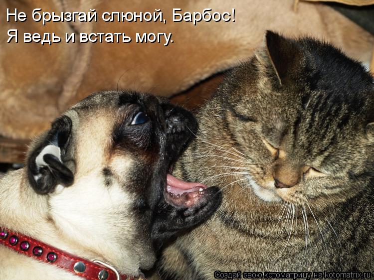 Не брызгай слюной, Барбос! Я ведь и встать могу.... Котоматрица: Не брызгай слюной, Барбос! Я ведь и встать могу.